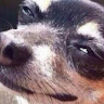 Cachorro_MEMES